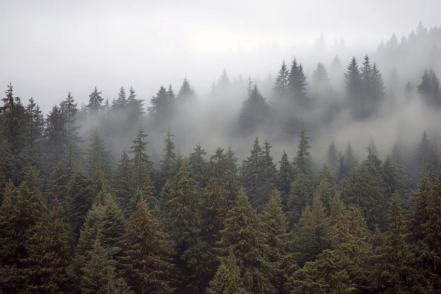 Baumgruppe mit Nebel Baumgruppe mit Nebel