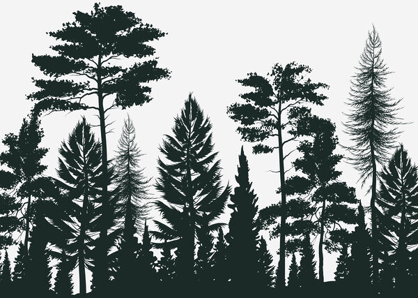 Gruppe von Bäumen in einem Wald Gruppe von Bäumen in einem Wald