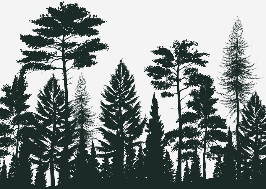 Gruppe von Bäumen in einem Wald