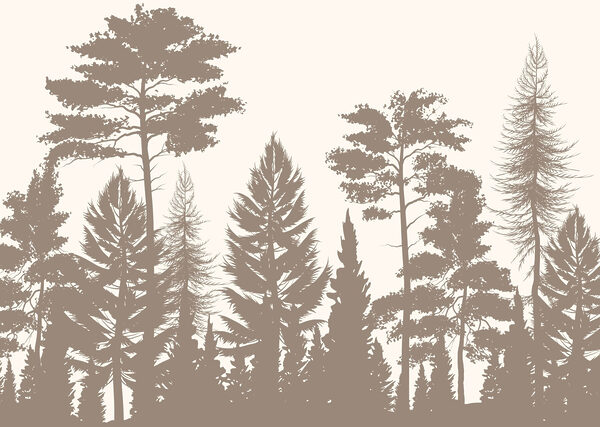 Gruppe von Bäumen in einem Wald Gruppe von Bäumen in einem Wald
