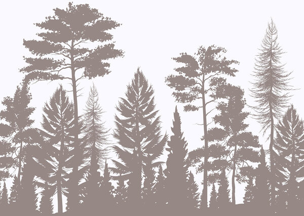 Gruppe von Bäumen in einem Wald Gruppe von Bäumen in einem Wald