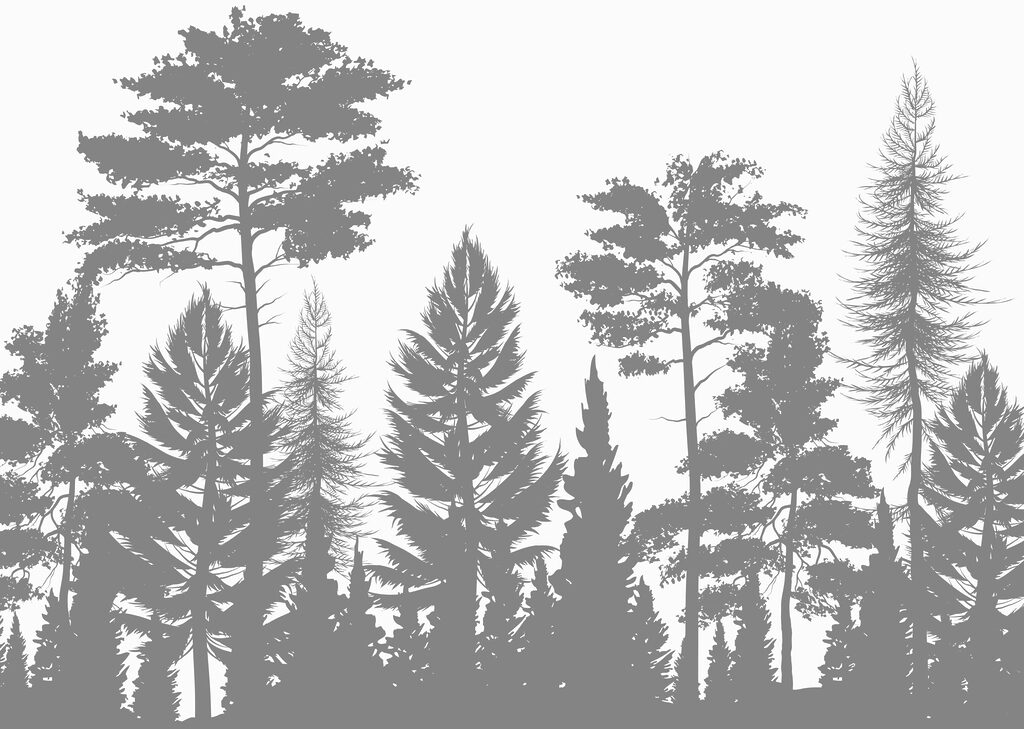 Gruppe von Bäumen in einem Wald Gruppe von Bäumen in einem Wald