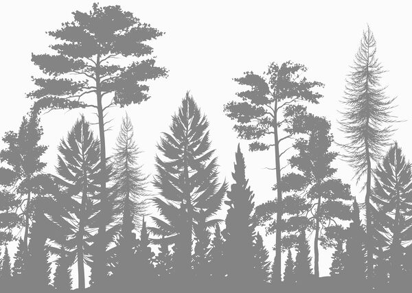 Gruppe von Bäumen in einem Wald Gruppe von Bäumen in einem Wald