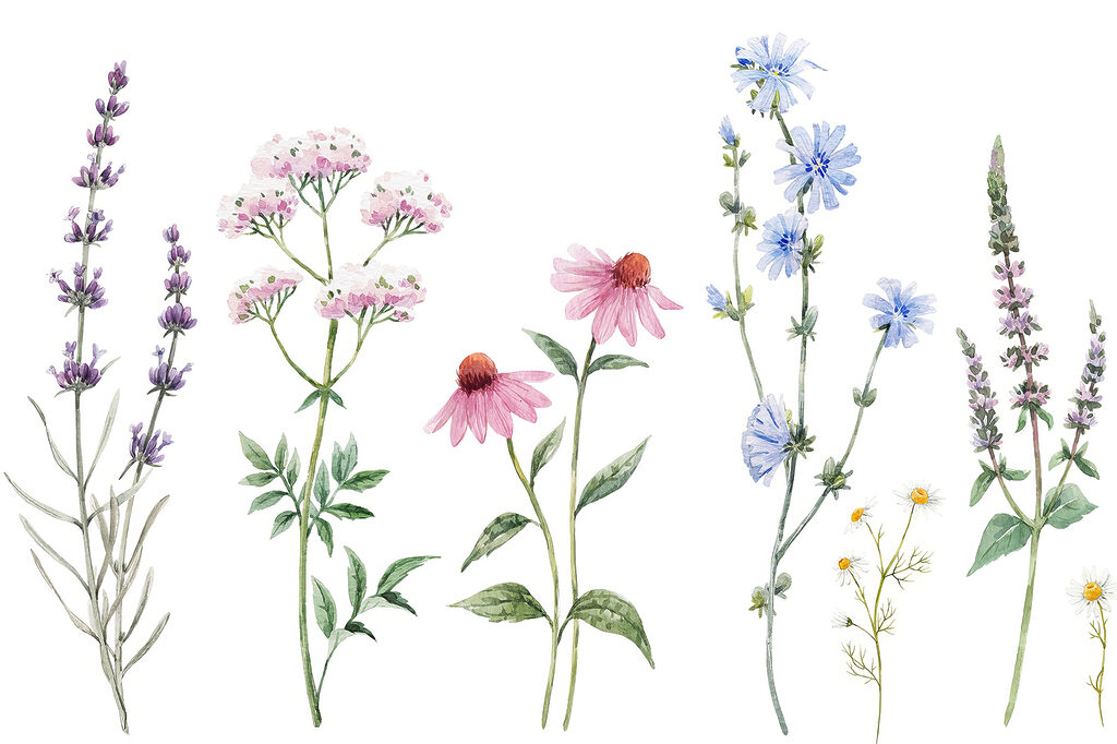 Group of flowers on a white background