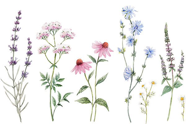 Group of flowers on a white background