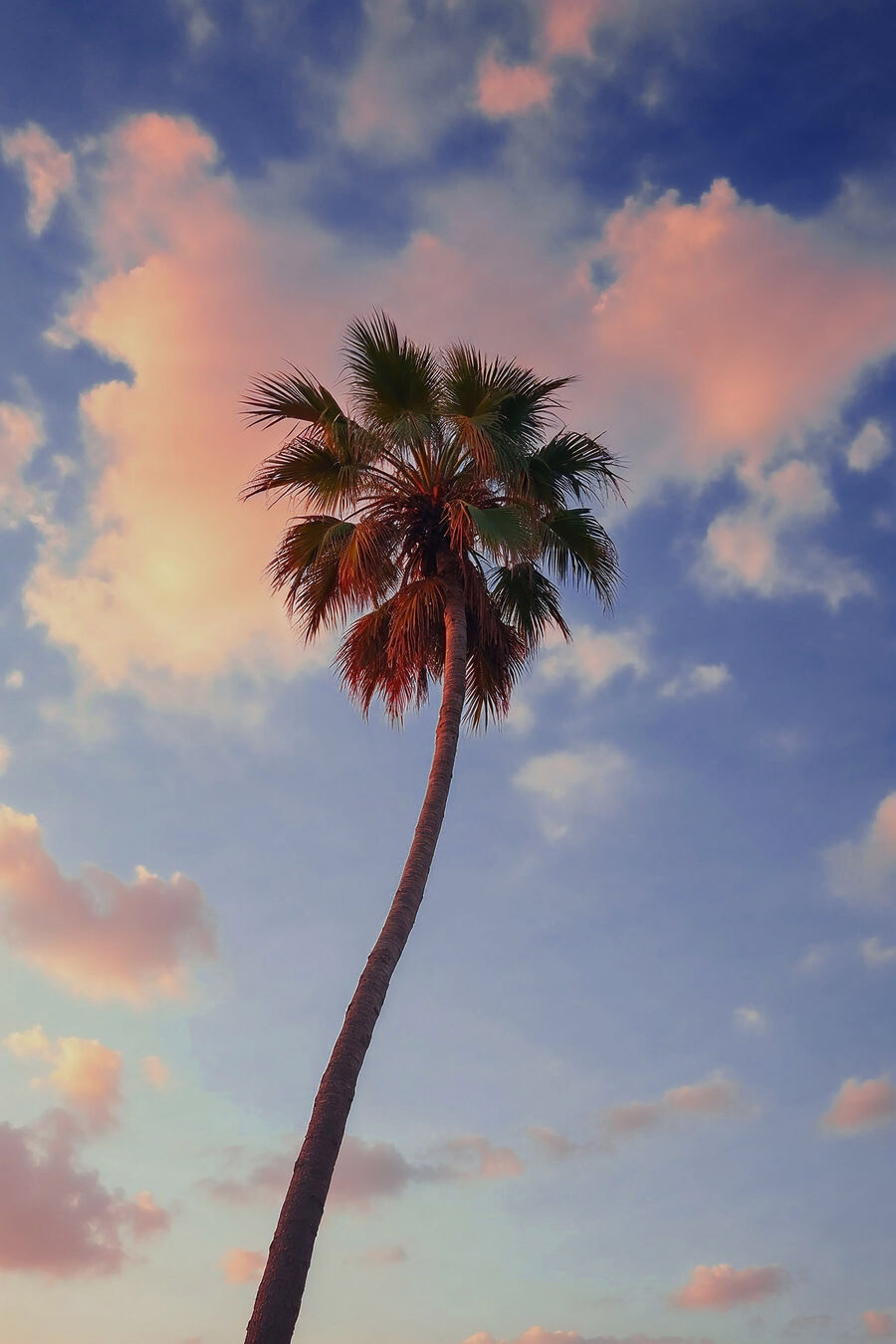 Palme mit blauem Himmel und Wolken Palme mit blauem Himmel und Wolken