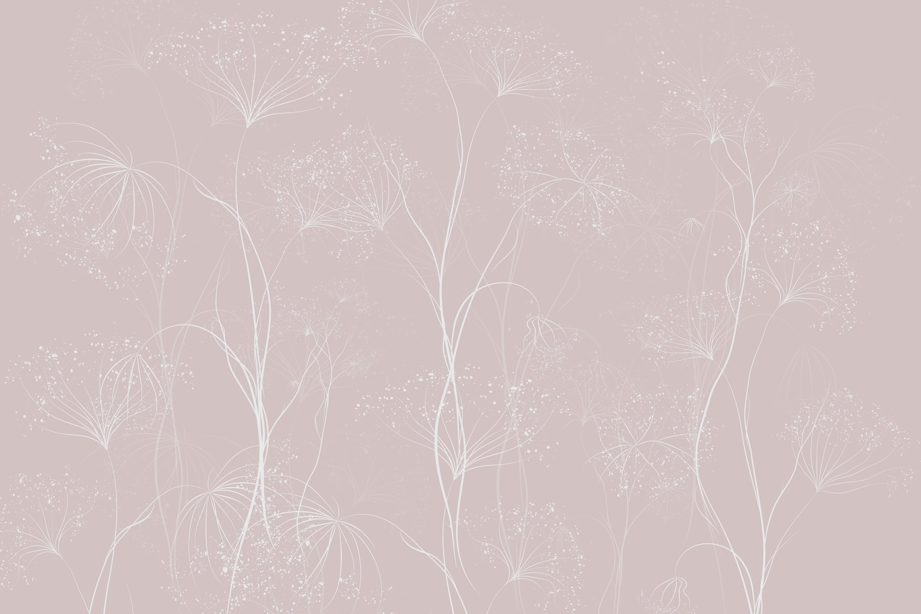 White flowers on a pink background White flowers on a pink background