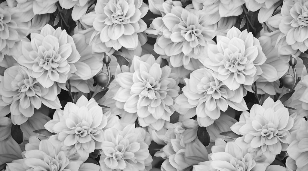 Gruppe von weißen Blumen Gruppe von weißen Blumen