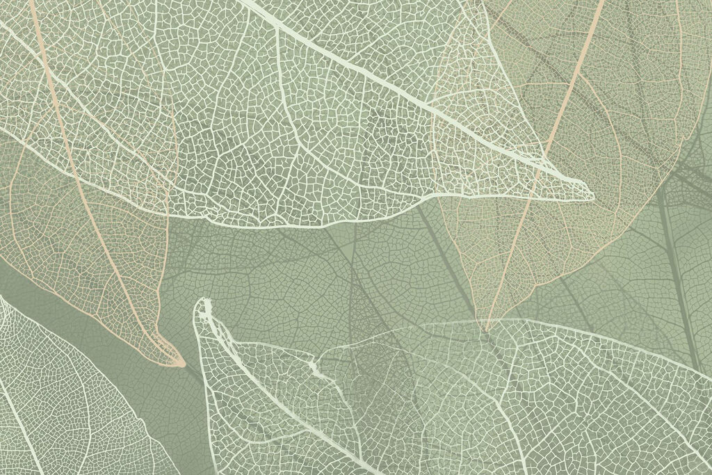 Zarte Muster der Natur’s Design Zarte Muster der Natur’s Design