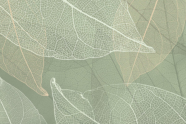 Zarte Muster der Natur’s Design Zarte Muster der Natur’s Design
