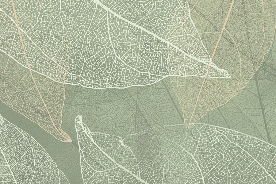 Zarte Muster der Natur’s Design