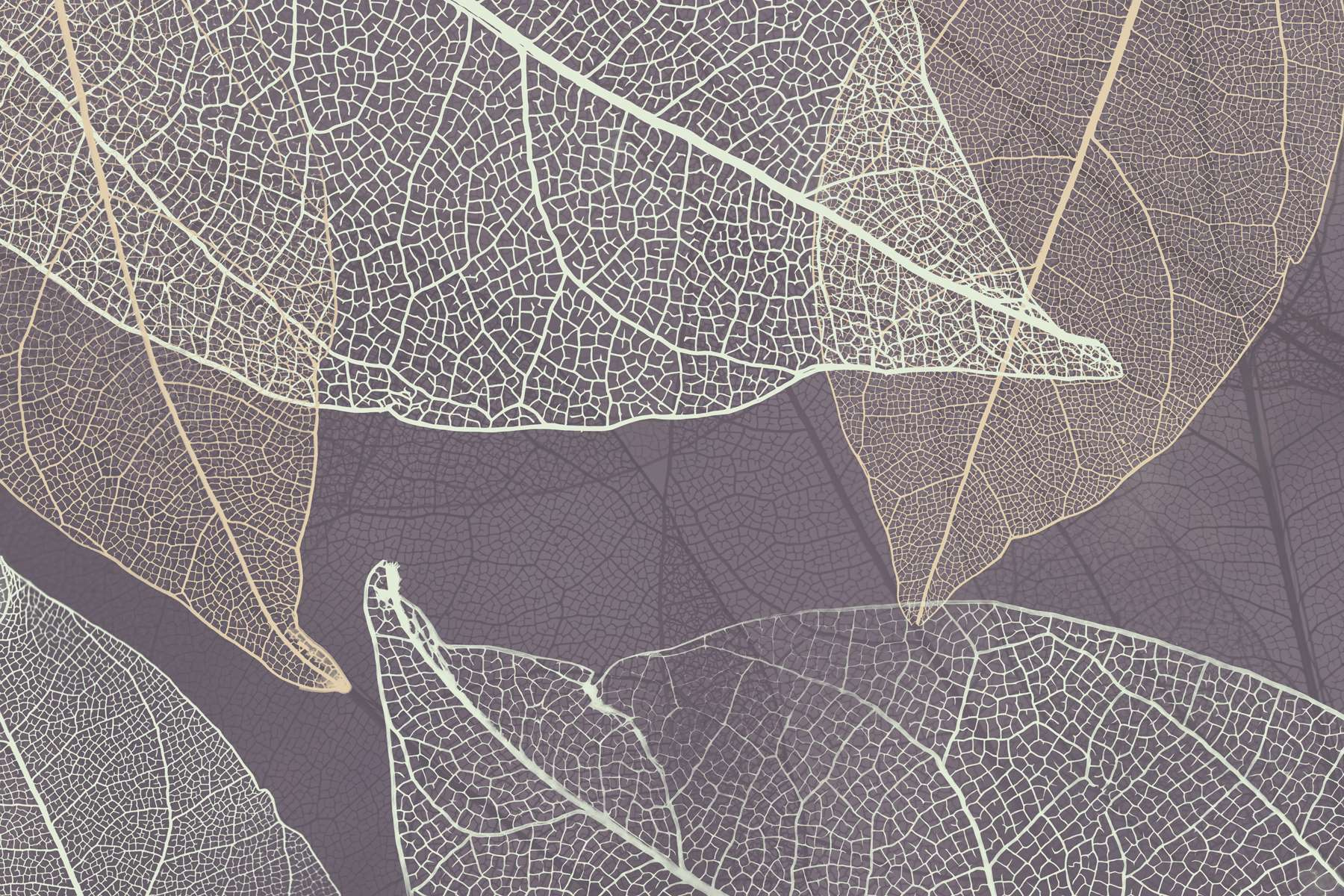 Nature's delicate leaf patterns revealed