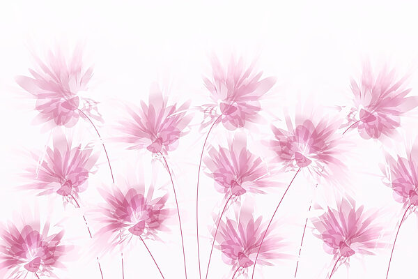Gruppe von rosa Blumen w02561p 600x400 - Gruppe von rosa Blumen