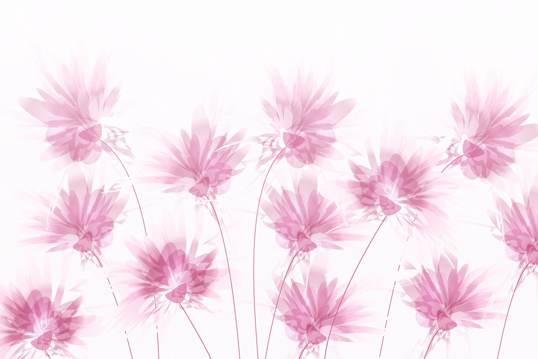 Gruppe von rosa Blumen w02561p - Gruppe von rosa Blumen
