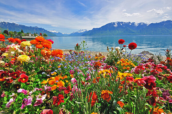 Blumenbeet mit Blumen und einem See im Hintergrund Blumenbeet mit Blumen und einem See im Hintergrund