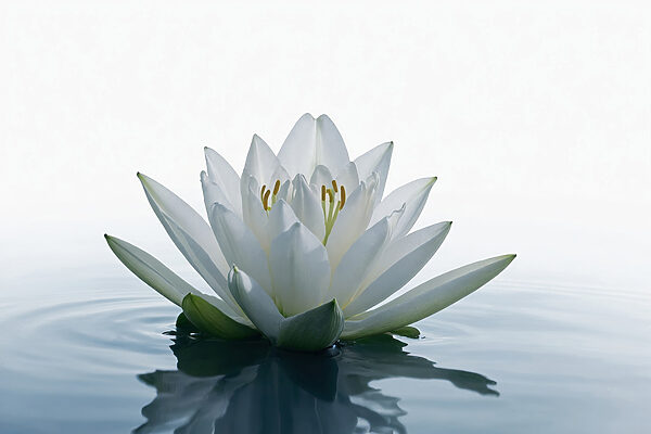 Weiße Blume im Wasser Weiße Blume im Wasser