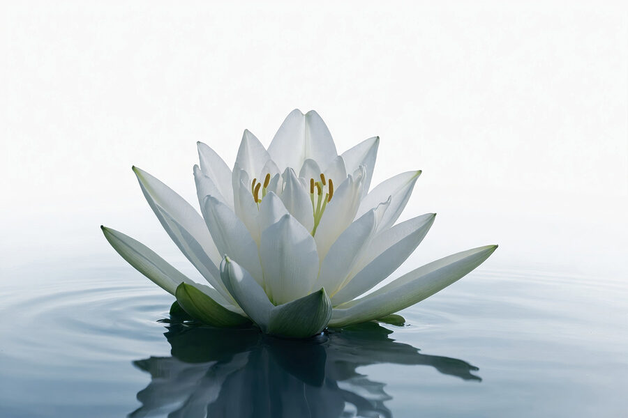 Weiße Blume im Wasser