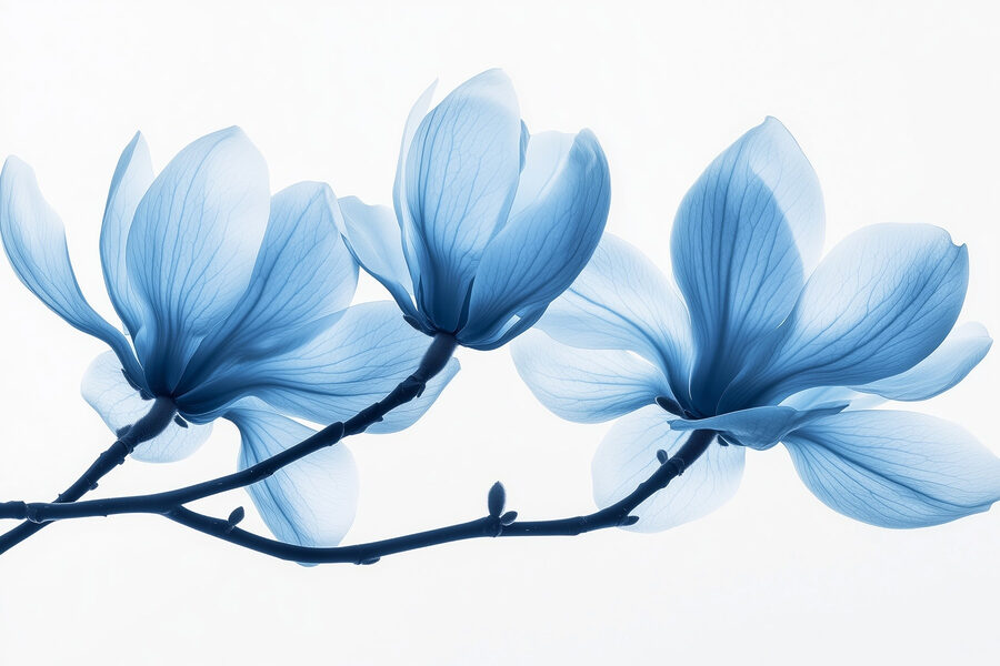 Zartblaue Blütenblätter in sanfter Blüte