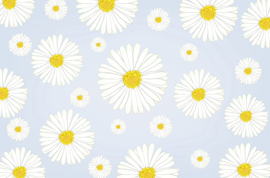 Gruppe von weißen und gelben Blumen Gruppe von weißen und gelben Blumen