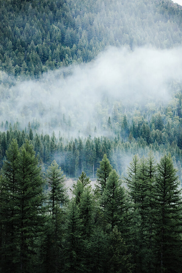 Wald mit Nebel und Wolken Wald mit Nebel und Wolken