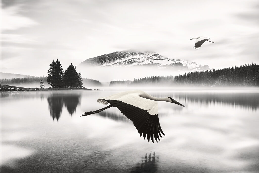 Vogel fliegt über Wasser Vogel fliegt über Wasser