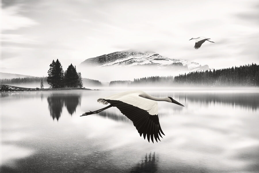 Vogel fliegt über Wasser