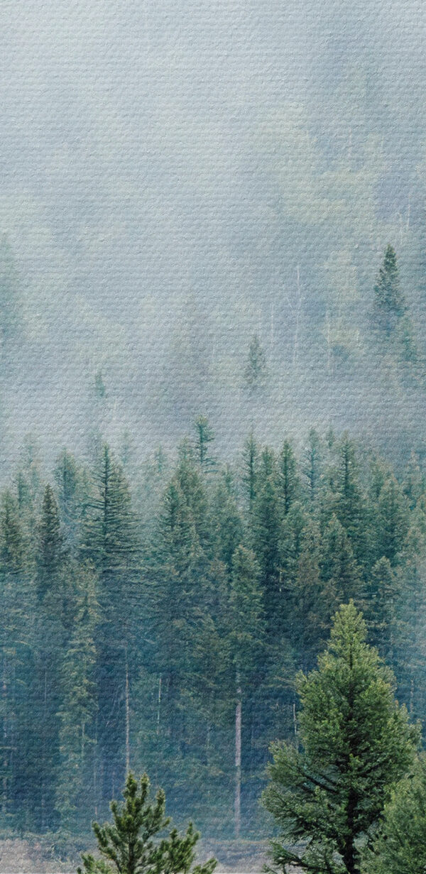 Wald mit Nebel und Wolken Wald mit Nebel und Wolken