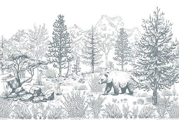Bär im Wald Bär im Wald
