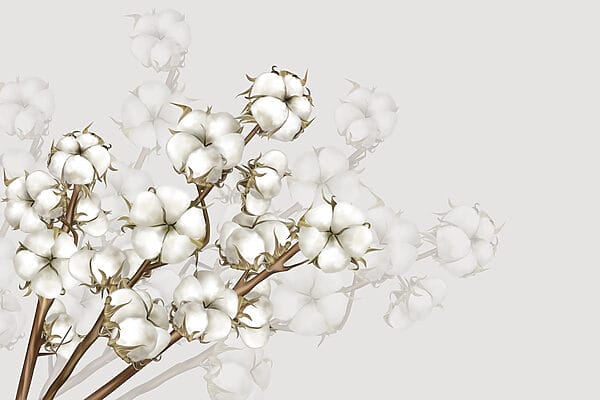 Pflanze mit weißen Blüten Pflanze mit weißen Blüten