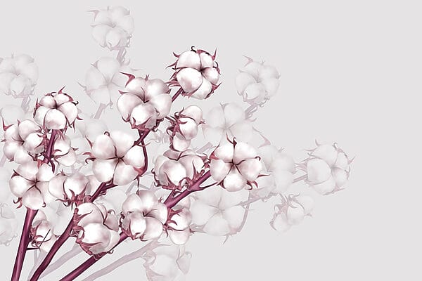 Pflanze mit weißen Blüten Pflanze mit weißen Blüten