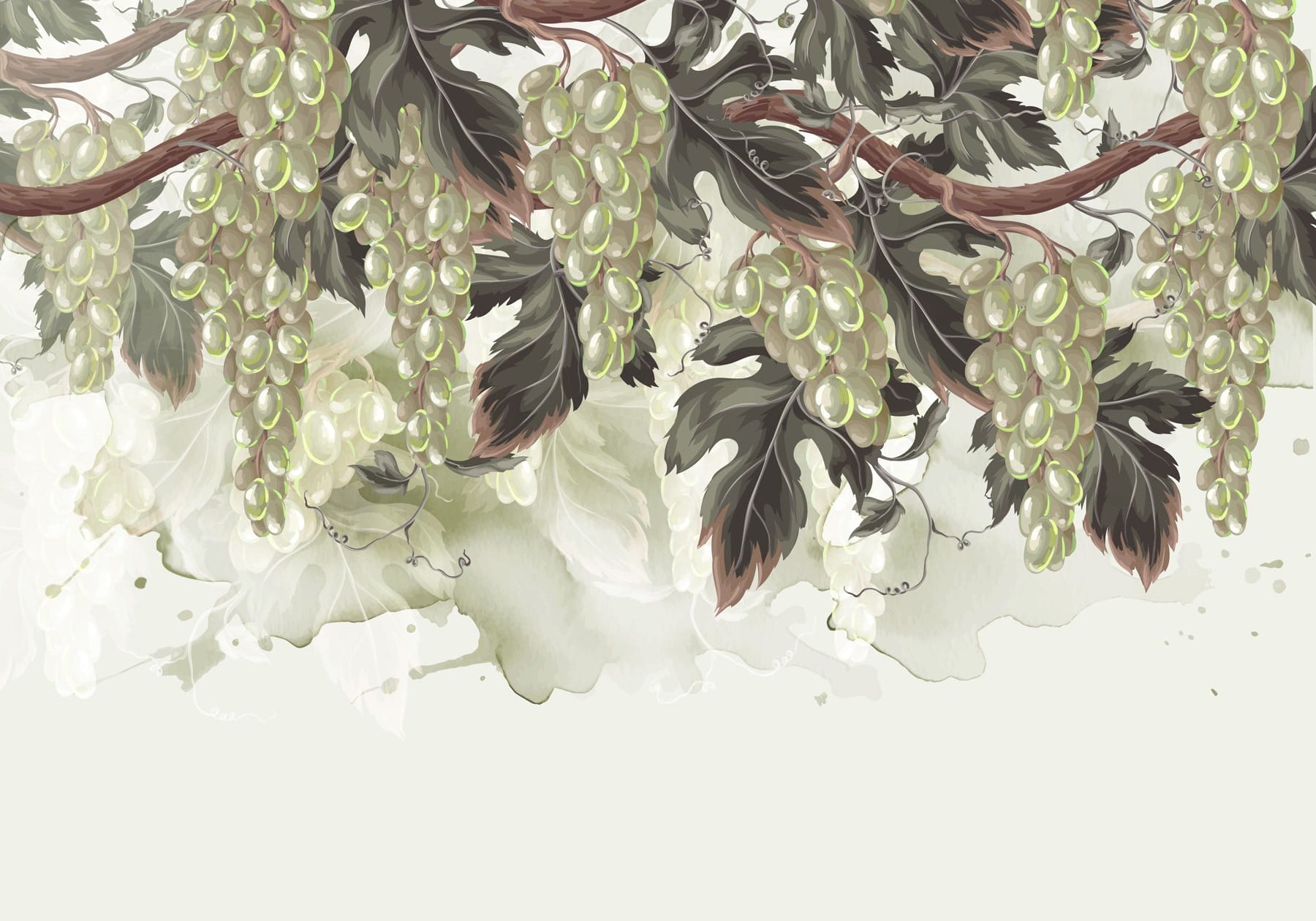 Bunch of grapes on a vine Bunch of grapes on a vine