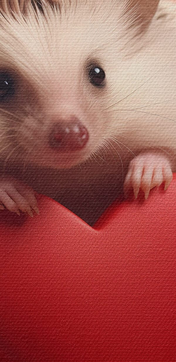 Igel hält ein Herz Igel hält ein Herz