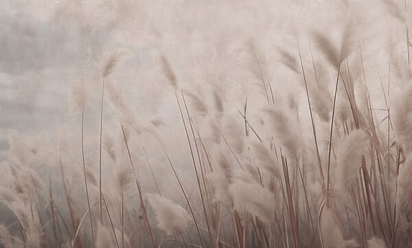 Sanftes Flüstern von sich wiegendem Gras Sanftes Flüstern von sich wiegendem Gras