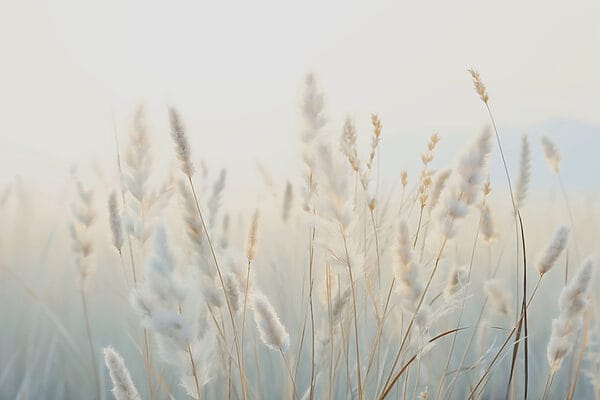 Weiche Gräser im ruhigen Sonnenlicht Weiche Gräser im ruhigen Sonnenlicht