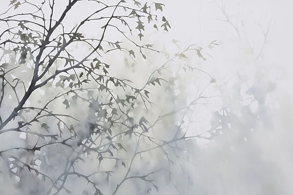 Baum mit Blättern im Nebel Baum mit Blättern im Nebel