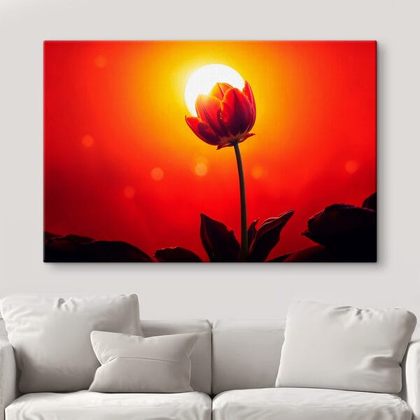 Rote Tulpe mit der Sonne im Rücken Rote Tulpe mit der Sonne im Rücken