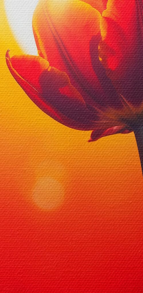 Red tulip with the sun behind it