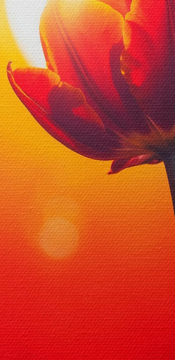 Rote Tulpe mit der Sonne im Rücken Rote Tulpe mit der Sonne im Rücken