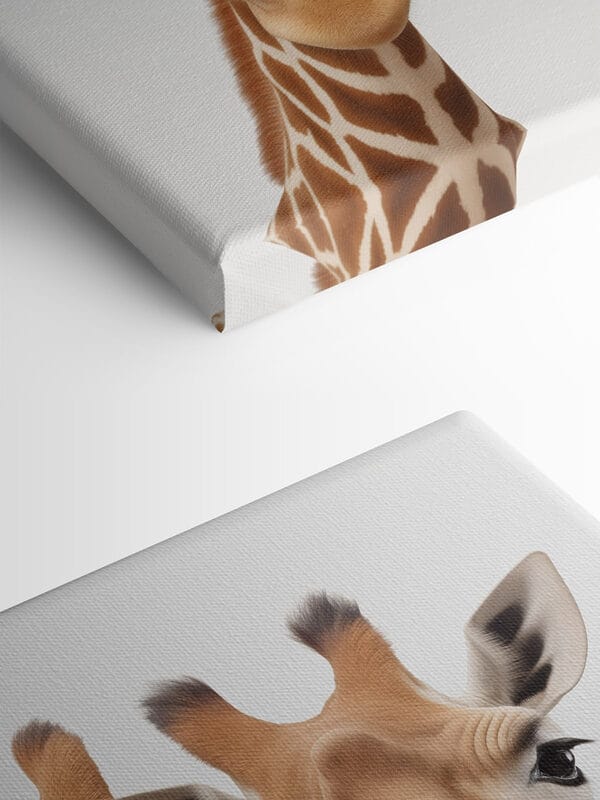 Two giraffes looking at the camera Two giraffes looking at the camera