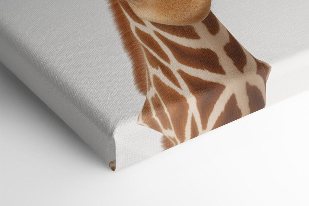 Two giraffes looking at the camera Two giraffes looking at the camera