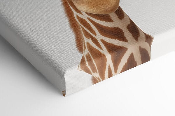Two giraffes looking at the camera Two giraffes looking at the camera