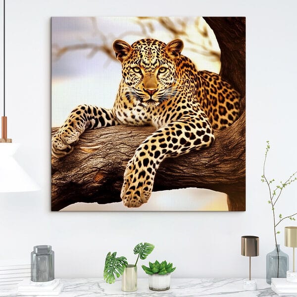 Leopard auf einem Baumast liegend Leopard auf einem Baumast liegend