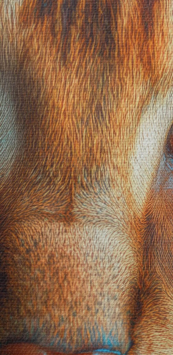 Majestätische Raubkatze mit markanten Augen Majestätische Raubkatze mit markanten Augen
