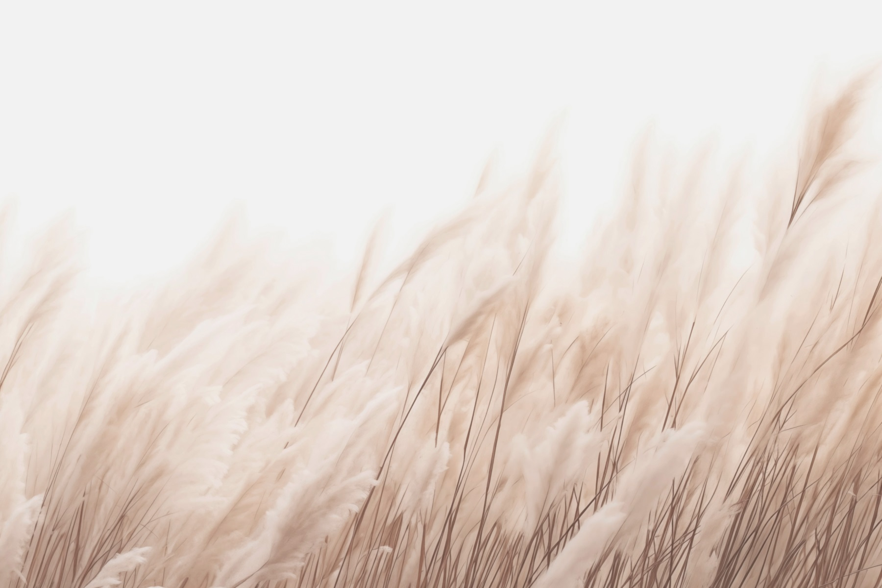 Soft grasses in gentle sunlight