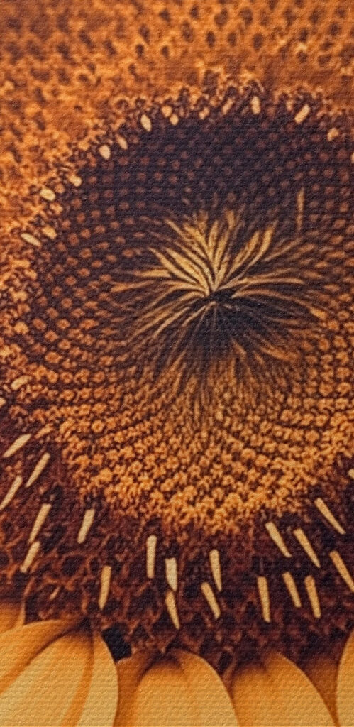 Vibrant petals in soft sunlight