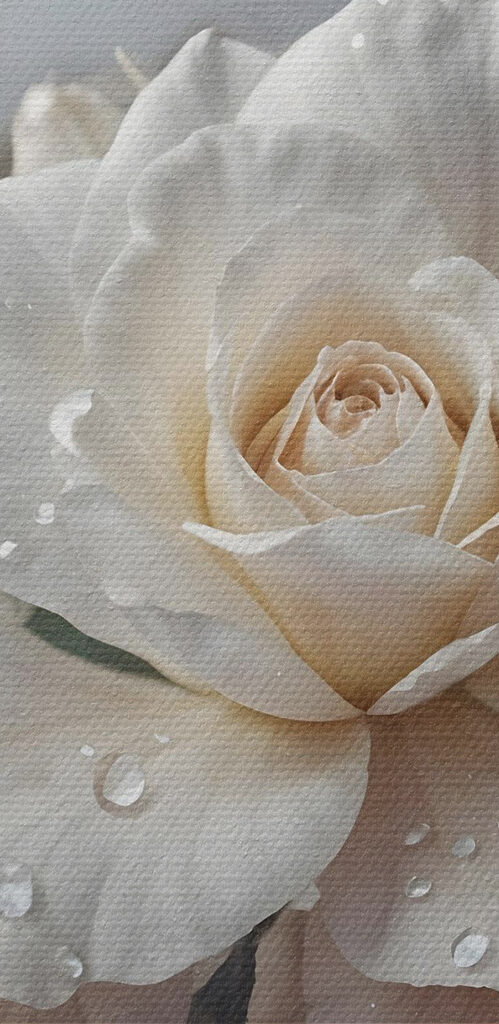 Group of white roses with water drops