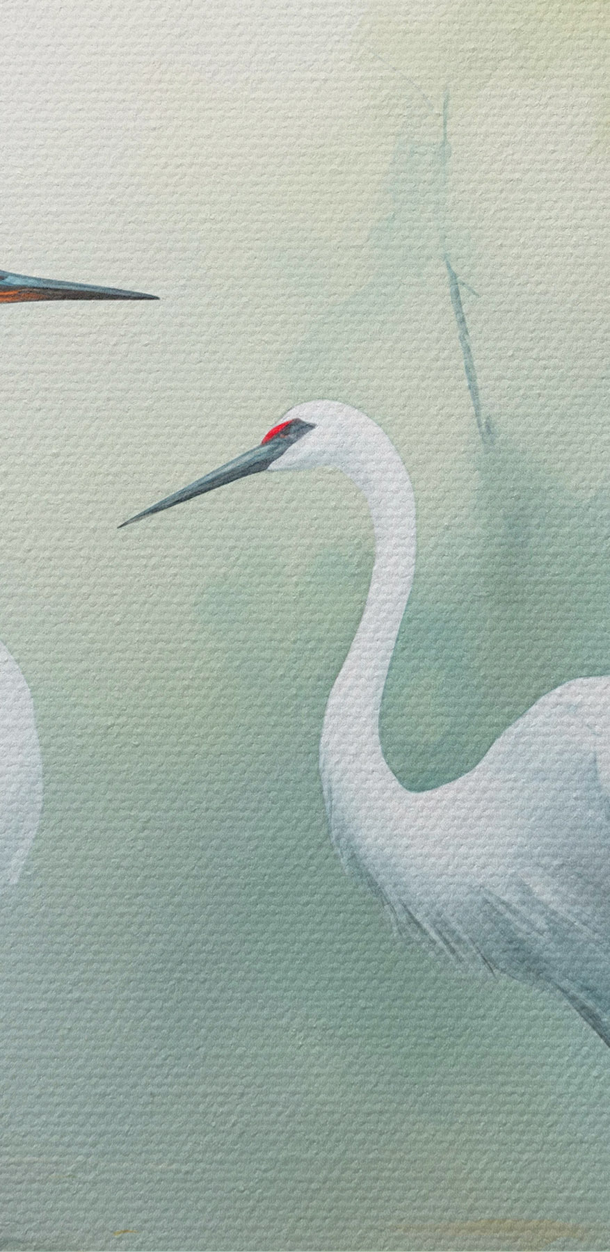 Ein paar weiße Vögel in einem Teich