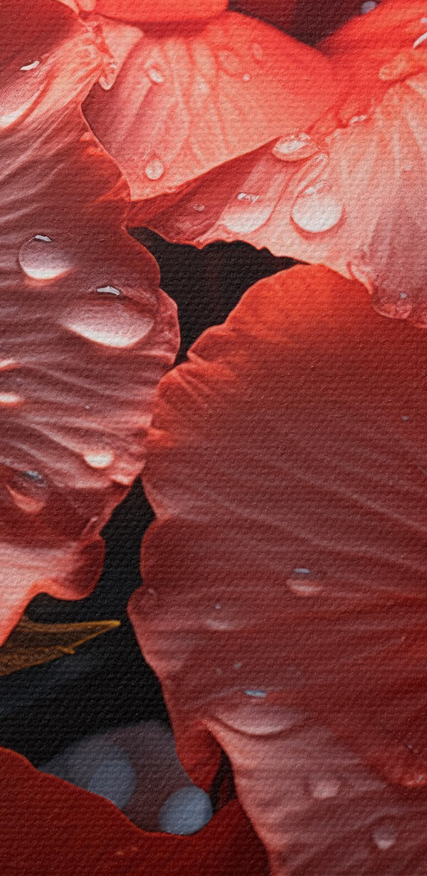 Group of red flowers