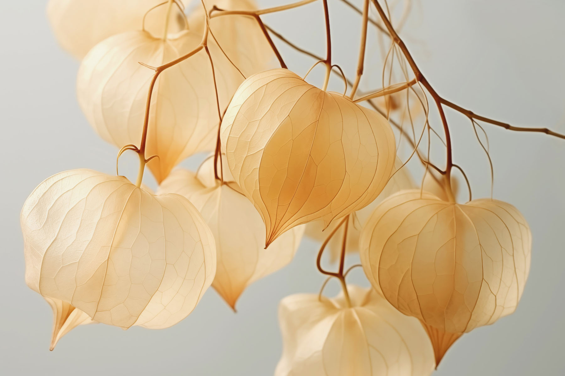 Delicate lanterns in soft hues Delicate lanterns in soft hues