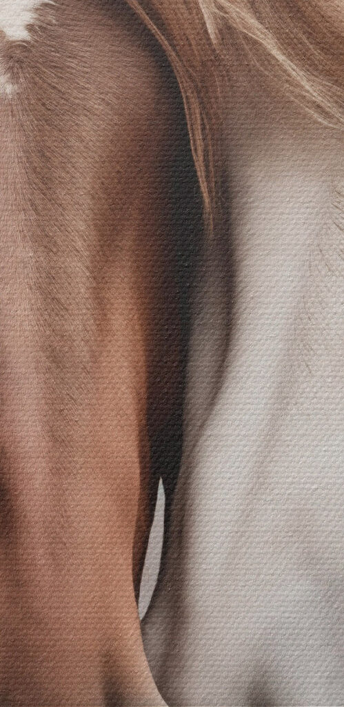 Two horses with their heads together